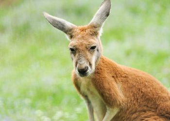 Durangaroo Dash: Red Kangaroo’s Wild Adventure in Durango Ends in Hoppy ‘Arrest