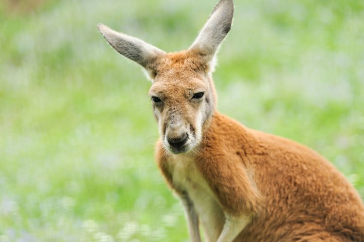 Durangaroo Dash: Red Kangaroo’s Wild Adventure in Durango Ends in Hoppy ‘Arrest