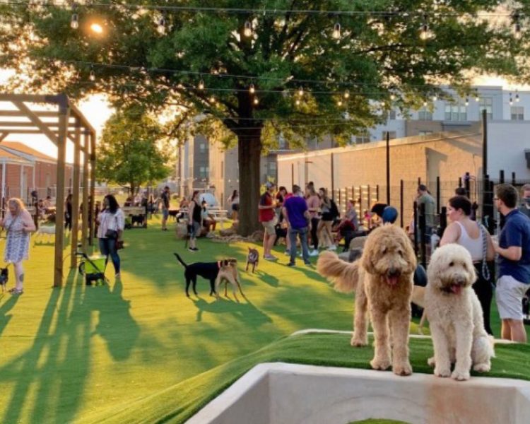 Paws and Pints: Denver’s Skiptown Brings Dog Parks and Beer Gardens Together