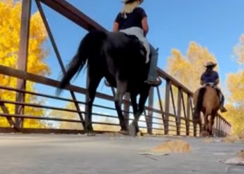 Pedal vs. Hoof: Heated Trail Drama Unfolds in Colorado’s Great Outdoors