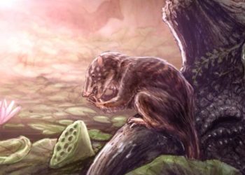 70-Million-Year-Old Swamp Mammal Discovered in Colorado’s Fossil-Rich Lands