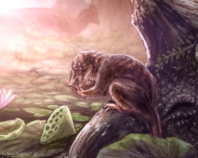70-Million-Year-Old Swamp Mammal Discovered in Colorado’s Fossil-Rich Lands