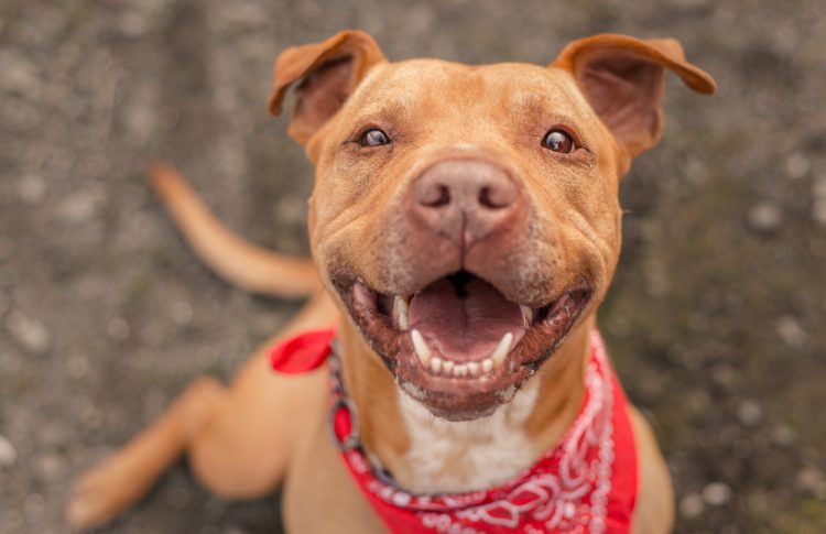 Aurora Residents Say Yes to Pit Bulls: Breed Ban Repeal Approved in 2024 Election