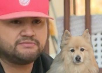 Close Call: Boulder Dog Walker Kicks Mountain Lion to Protect Pet During Nighttime Stroll