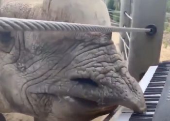 Watch: Bandhu the Rhino Plays the Piano for His 12th Birthday at Denver Zoo