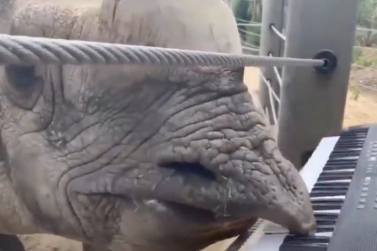 Watch: Bandhu the Rhino Plays the Piano for His 12th Birthday at Denver Zoo