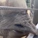 Watch: Bandhu the Rhino Plays the Piano for His 12th Birthday at Denver Zoo
