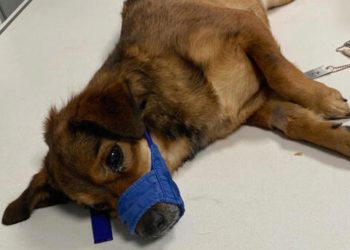 Heartbreak in Commerce City: Family Seeks Justice After Dog Stolen and Thrown from Moving Car