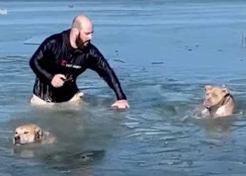 Quick-Thinking Owner Rescues Two Dogs from Freezing Colorado Waters