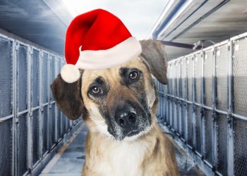 Pajamas, Paws, and Pages: Denver’s Bedtime Stories for Shelter Pets Returns