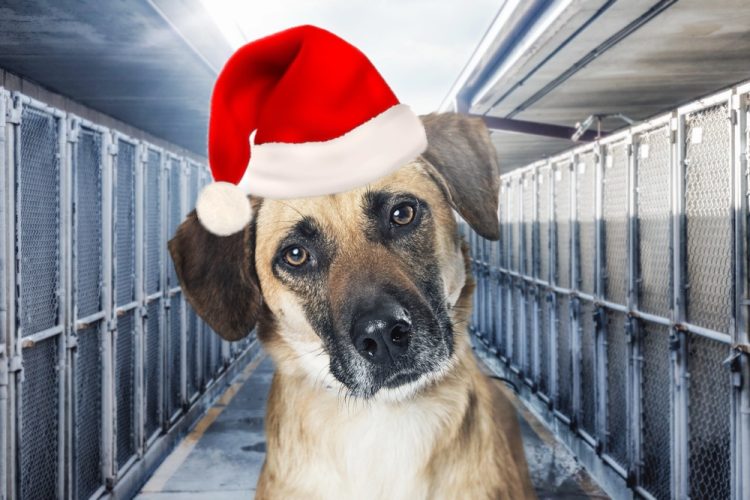 Pajamas, Paws, and Pages: Denver’s Bedtime Stories for Shelter Pets Returns