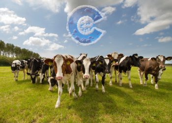 Over 180 Cattle Vanish in Southwest Colorado: Mystery Deepens