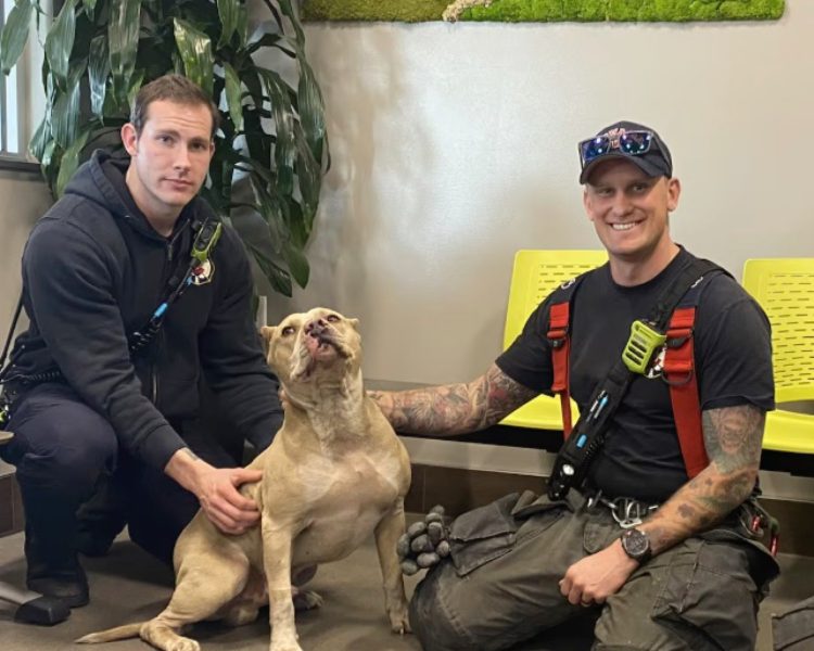 Heroic Colorado Firefighters Save Dog from Burning Car