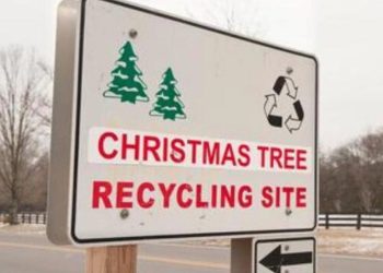 Recycle Your Christmas Tree: Treecycling Options Across the Denver Metro Area