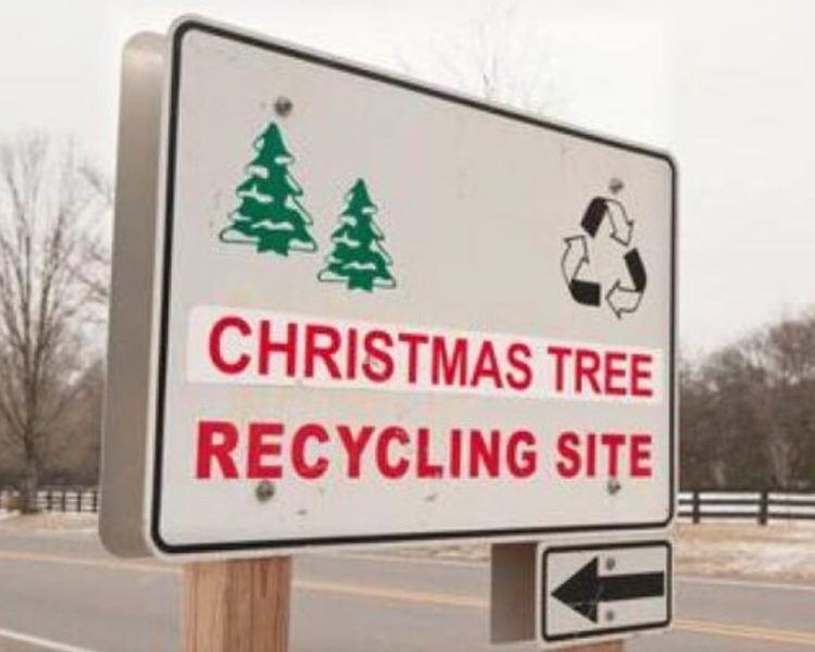 Recycle Your Christmas Tree: Treecycling Options Across the Denver Metro Area