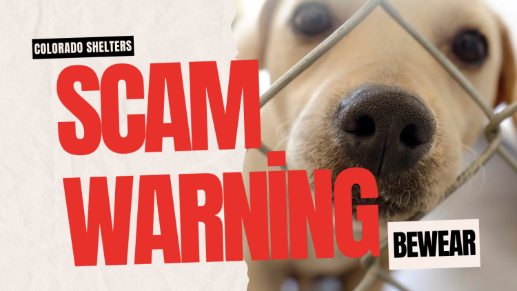 Colorado Scam Exploiting Missing Pets