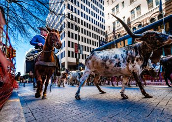 Cowboys, Cattle, and Wagons: What to Expect at the 2025 National Western Stock Show Parade