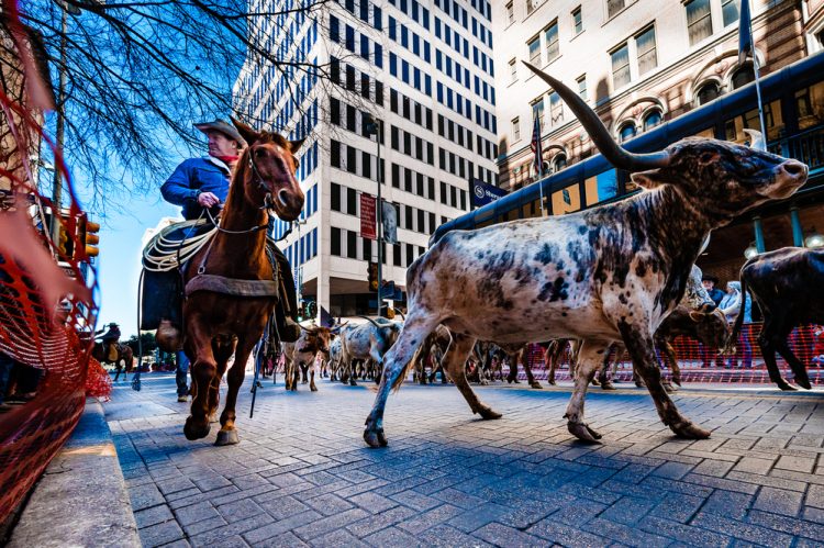 Cowboys, Cattle, and Wagons: What to Expect at the 2025 National Western Stock Show Parade
