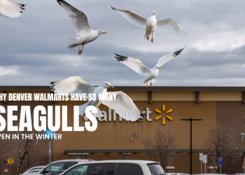 Why Are There ‘Seagulls’ in Denver Walmart Parking Lots?