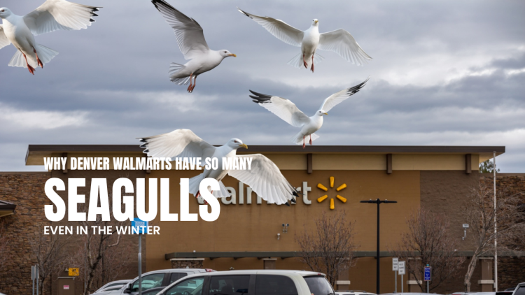 Why Are There ‘Seagulls’ in Denver Walmart Parking Lots?