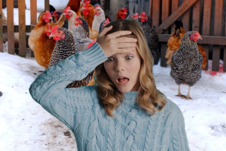 Turns Out Raising Your Own Chickens for Eggs is NOT all it’s Cracked Up To Be