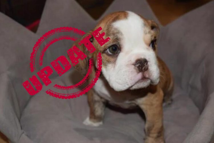 UPDATE: Man Charged After Faking Seizure to Help Steal Puppies from Centennial Pet Store