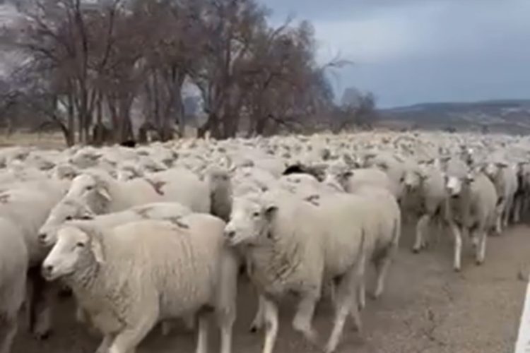 Ewe Shall Not Pass!”: 6,000 Sheep Bring Colorado Highway to a Standstill