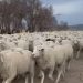 Ewe Shall Not Pass!”: 6,000 Sheep Bring Colorado Highway to a Standstill