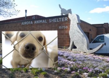 Give a Aurora Shelter Dog a Reason to Wag: Donate Treats and Toys Today!