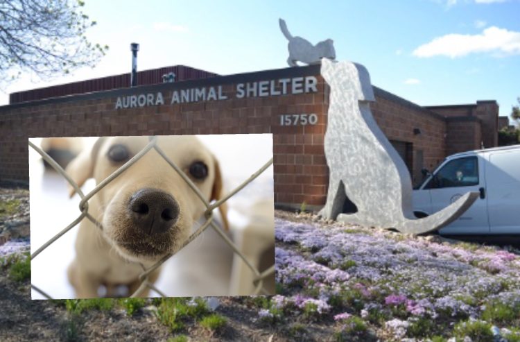 Give a Aurora Shelter Dog a Reason to Wag: Donate Treats and Toys Today!