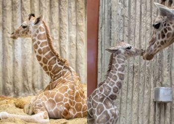 Denver Zoo’s Newest Baby Giraffe Needs a Name – Cast Your Vote Today!