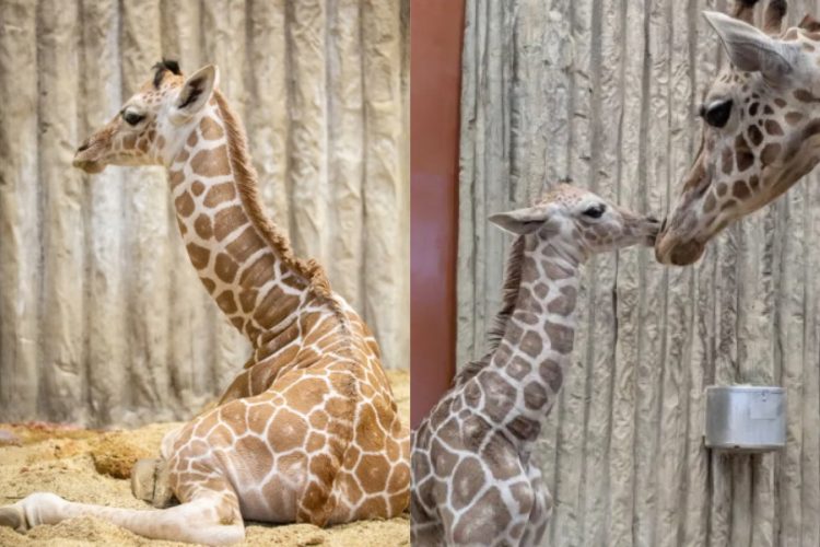 Denver Zoo’s Newest Baby Giraffe Needs a Name – Cast Your Vote Today!