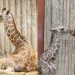 Denver Zoo’s Newest Baby Giraffe Needs a Name – Cast Your Vote Today!