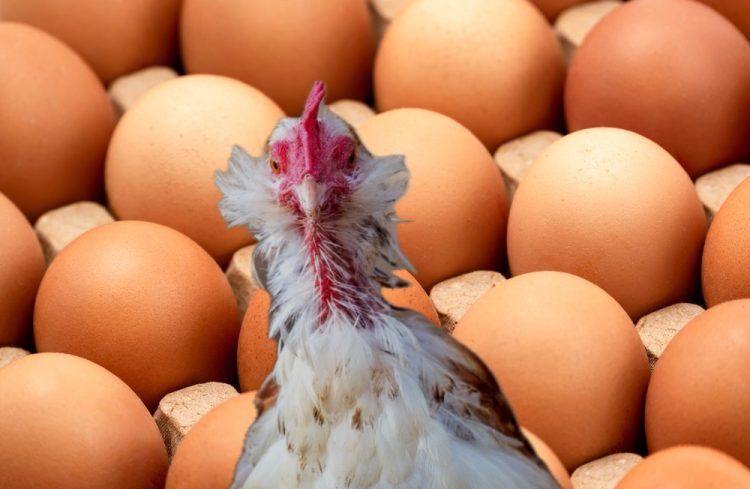 Grade B Eggs Hit Shelves: A Budget-Friendly Alternative or Just a Labeling Trick?