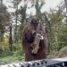 Saxsquatch is Coming! The Saxophone-Playing Bigfoot is Bringing His Wild Show to Colorado