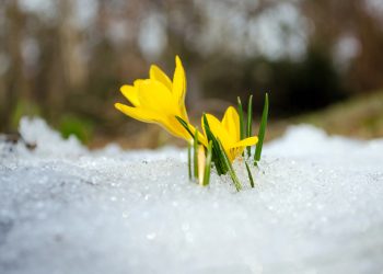 Snowy Start to Easter Weekend: Colorado Braces for Slick Roads and Heavy, Wet Snow