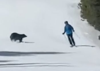 WATCH: Skier Has Close Call with Black Bear on Keystone Resort Run