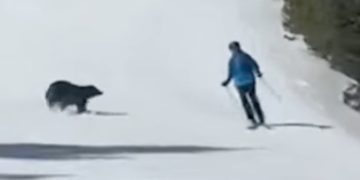 WATCH: Skier Has Close Call with Black Bear on Keystone Resort Run