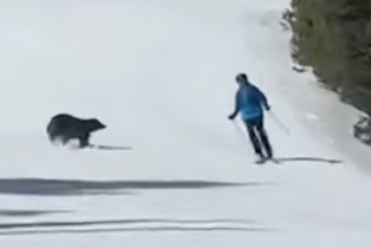 WATCH: Skier Has Close Call with Black Bear on Keystone Resort Run