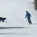 WATCH: Skier Has Close Call with Black Bear on Keystone Resort Run