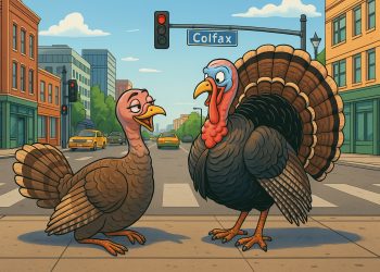 Why Turkeys Are Taking Over Denver: It’s Mating Season, and the Suburbs Are Their Love Nest