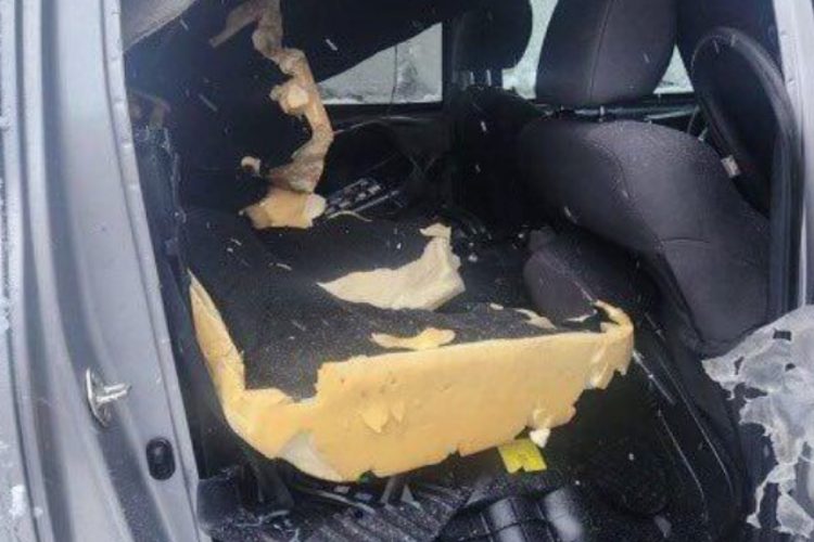 Bear Breaks Into Two Cars Near Telluride, Sparks Wildlife Warning from CPW