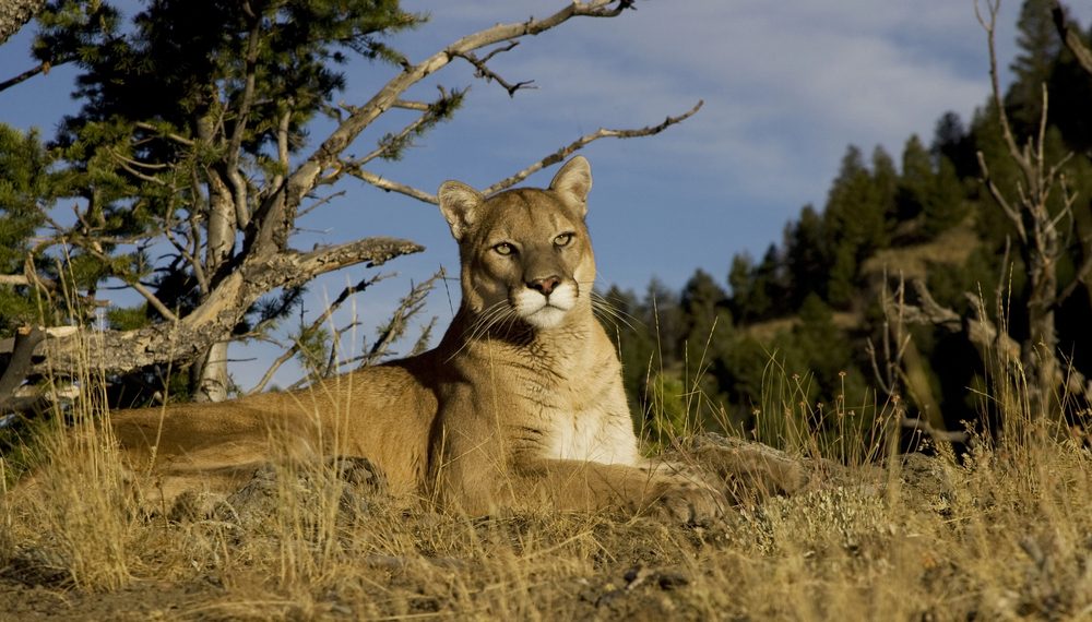 Record-Breaking Predator: Colorado’s Biggest Tracked Mountain Lion Stuns Researchers