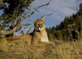 Record-Breaking Predator: Colorado’s Biggest Tracked Mountain Lion Stuns Researchers