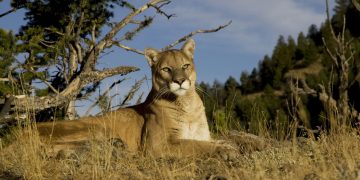 Record-Breaking Predator: Colorado’s Biggest Tracked Mountain Lion Stuns Researchers