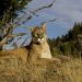 Record-Breaking Predator: Colorado’s Biggest Tracked Mountain Lion Stuns Researchers