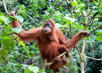 Code Red Chaos: Orangutan Makes a Break for It at the Denver Zoo!