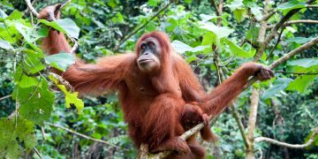 Code Red Chaos: Orangutan Makes a Break for It at the Denver Zoo!