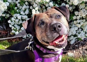 Dog Adoption Party This Saturday at Mountain States Toyota—Meet Your New Best Friend