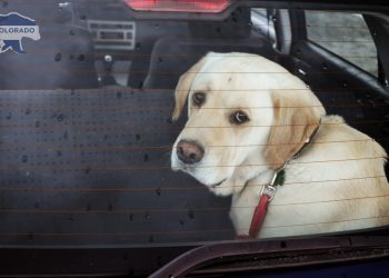 Can You Legally Break a Car Window to Save a Dog in Colorado? Yes—But Read This First
